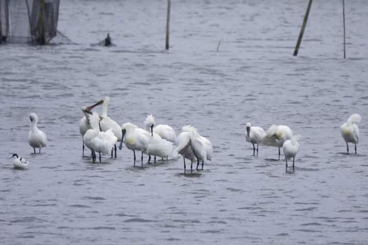 Water Bird Family Apartment Тоученг Екстериор снимка