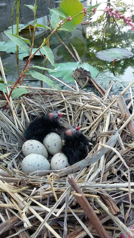 Water Bird Family Apartment Тоученг Екстериор снимка