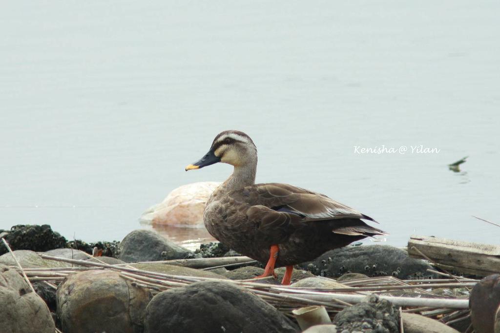 Water Bird Family Apartment Тоученг Екстериор снимка